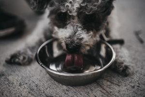 Is Soft Water Bad for Dogs?