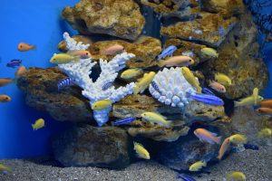Is Hard Water Bad for Aquariums?