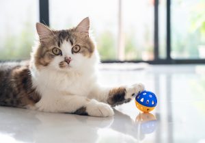Is hard water bad for cats?